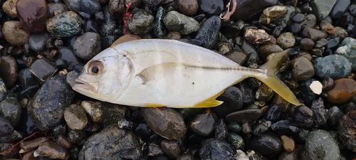 メッキの釣果