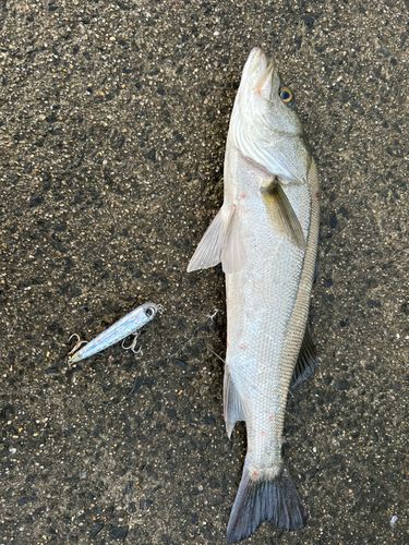 フッコ（マルスズキ）の釣果