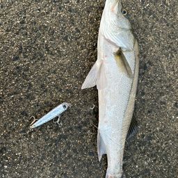 フッコ（マルスズキ）