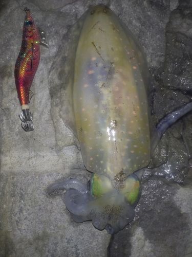 橘湾