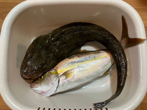 博多湾