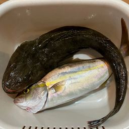 マゴチ