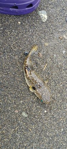 クサフグの釣果