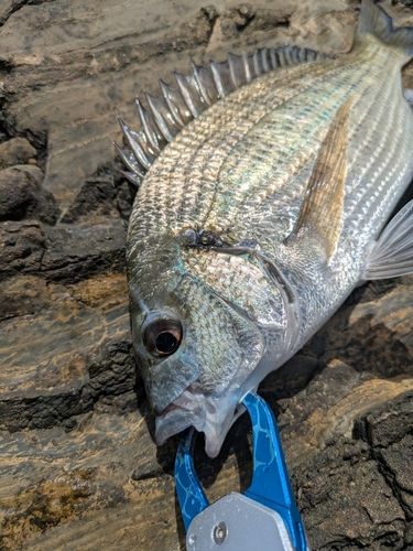 ミナミクロダイの釣果