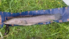 ライギョの釣果