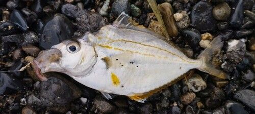 ヒイラギの釣果