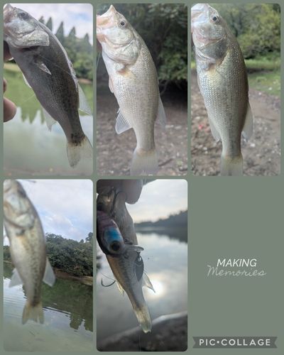 ブラックバスの釣果