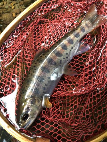 ヤマメの釣果