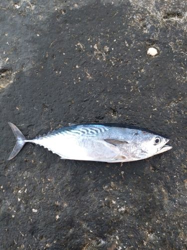 桂浜