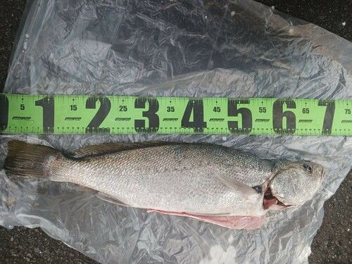 オオニベの釣果