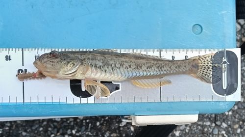マハゼの釣果