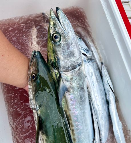 サワラの釣果