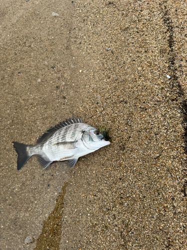 中海
