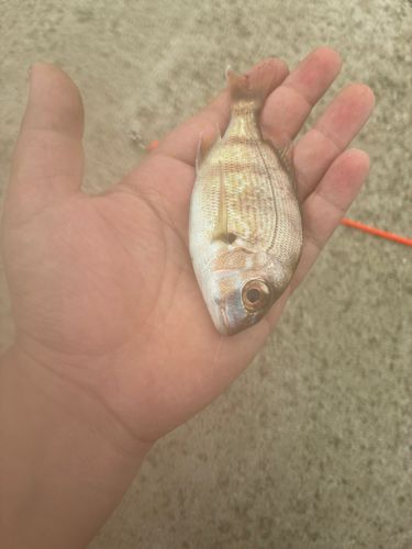 チャリコの釣果