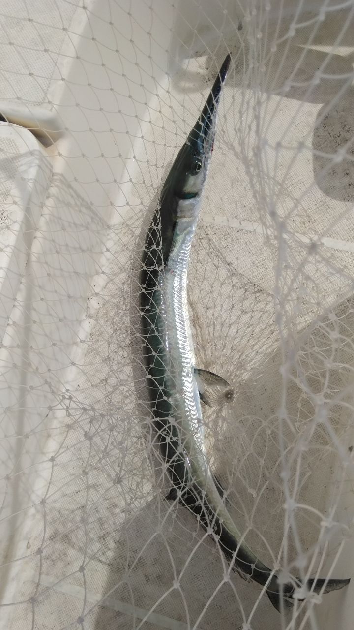 オキザヨリ
