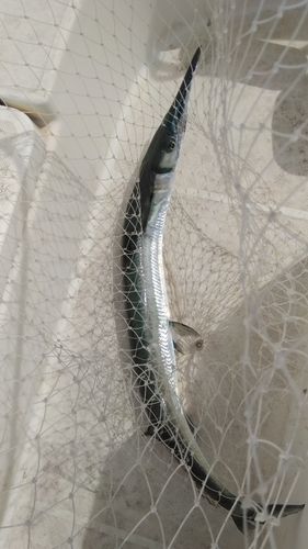 オキザヨリの釣果