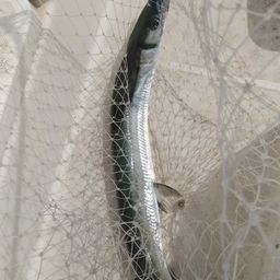 オキザヨリ
