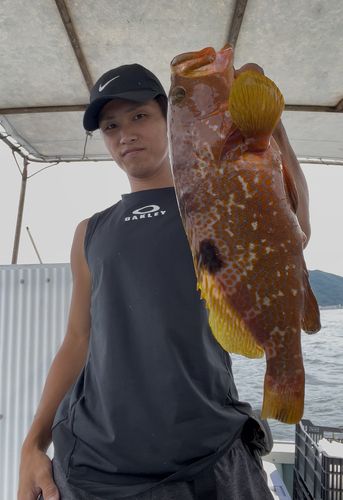 アコウの釣果