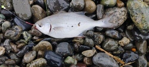 釣果
