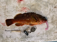 アカハタの釣果