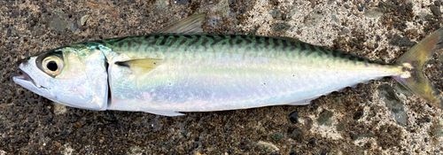 サバの釣果