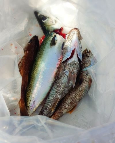 スルメイカの釣果