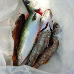 スルメイカ