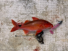 オジサンの釣果