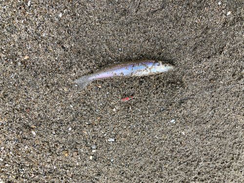 シロギスの釣果