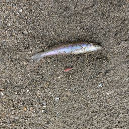 シロギス
