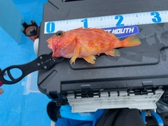 アヤメカサゴの釣果