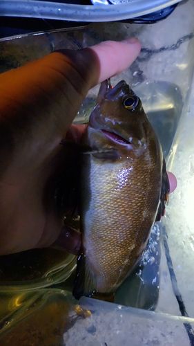 エゾメバルの釣果