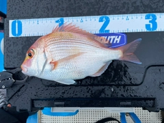 レンコダイの釣果
