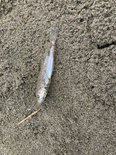 シロギスの釣果