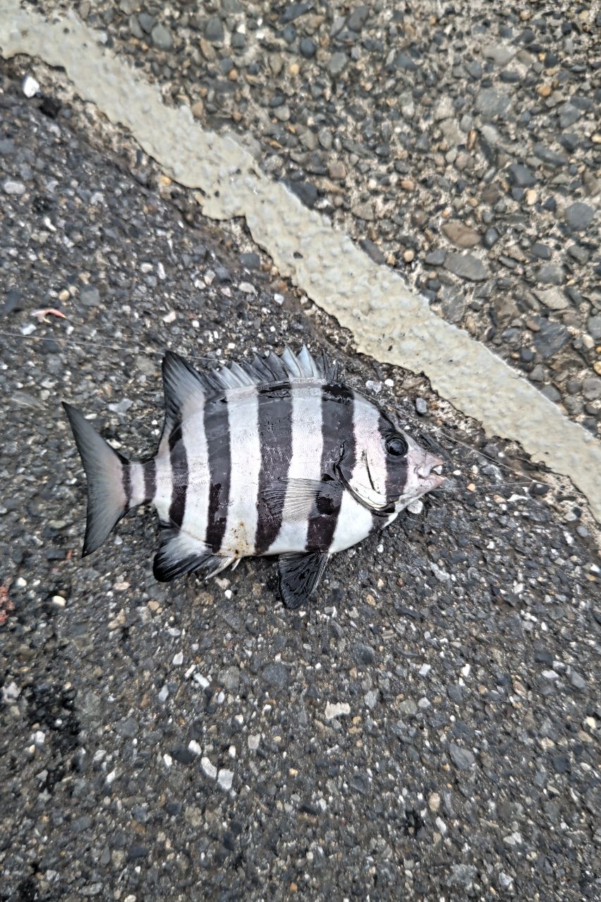 イシダイ