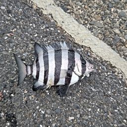 イシダイ
