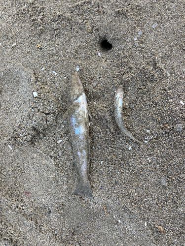 シロギスの釣果