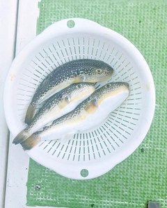 ショウサイフグの釣果