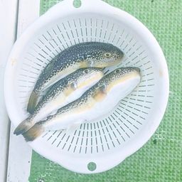 ショウサイフグ