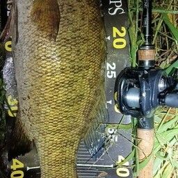 スモールマウスバス