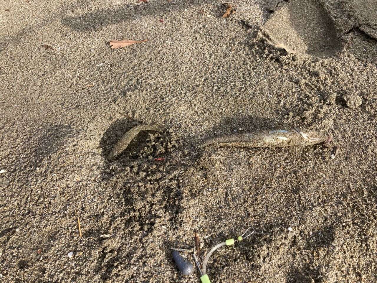 シロギス