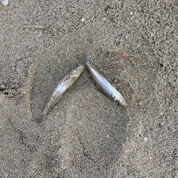 シロギス