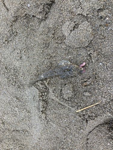 三浦海岸