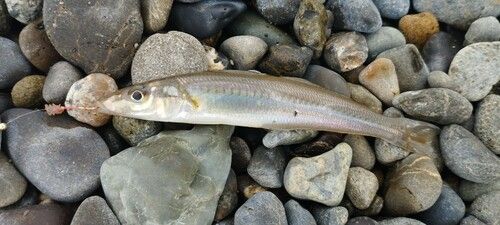 シロギスの釣果