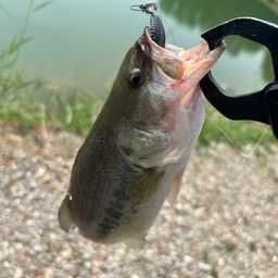 ラージマウスバス