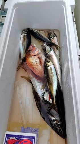 マダイの釣果