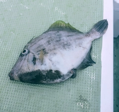 カワハギの釣果