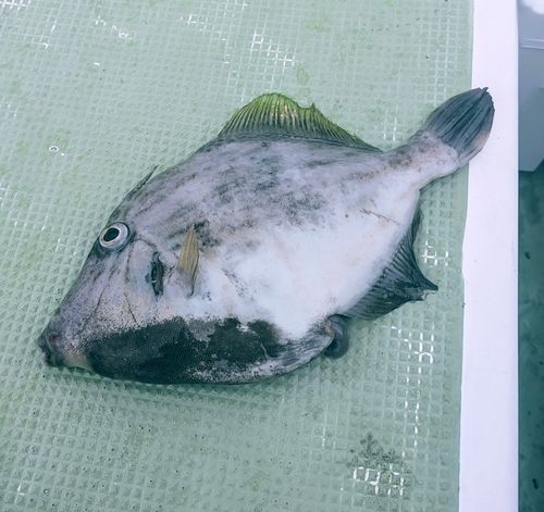 相模湾