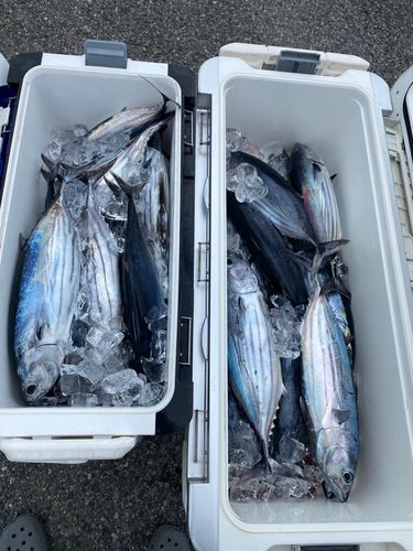 カツオの釣果