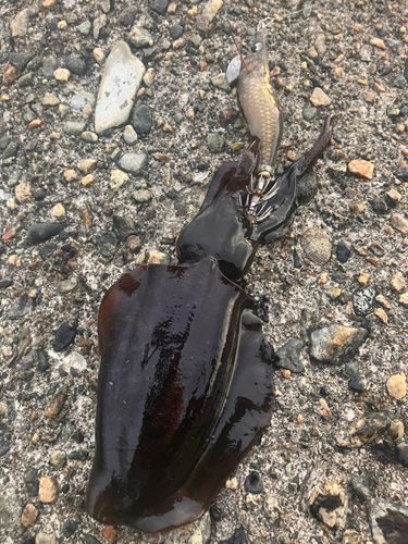 アオリイカの釣果